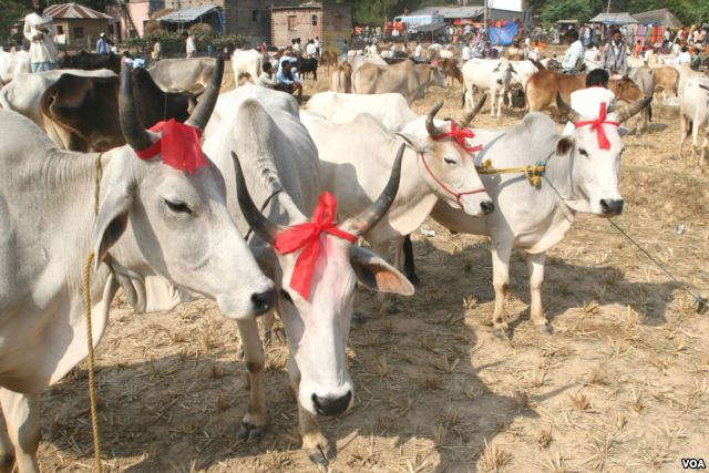 'MUSLIMS CONSIDER BAN ON COW SLAUGHTER FOR PEACE