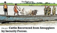 Cattle Recovery