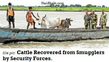 Cattle Recovery