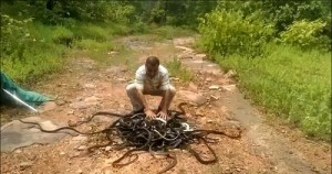 India's Snake Man Has Caught And Released Over 220,000 Snakes