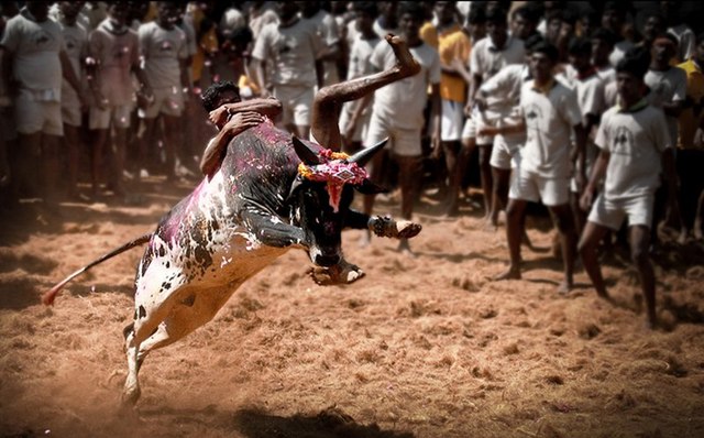 Despite SC Ban, Jallikattu Celebrated with Great Fanfare In TN