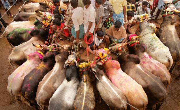 Jallikattu Is Part Of Tamil Tradition