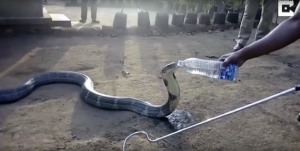 So Severe Drought - King Cobra Drinks Water From A Bottle