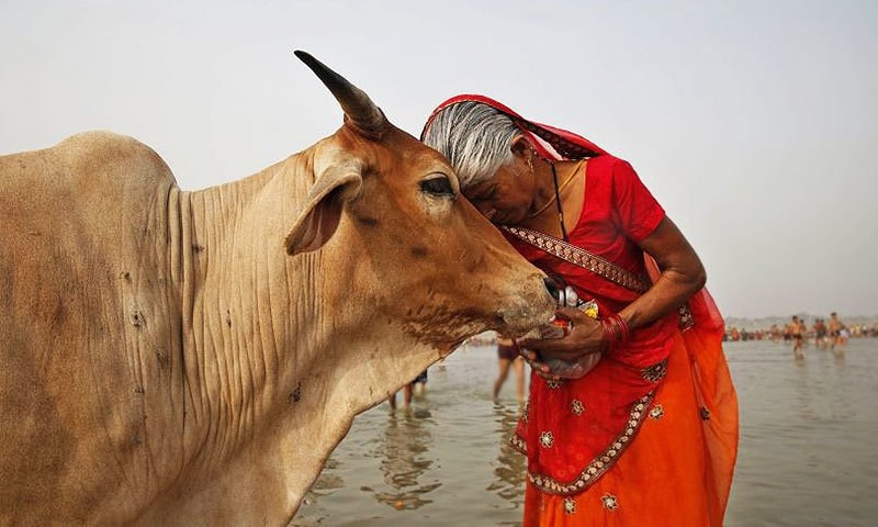 Ban Only on Cow Slaughter, Why Fuss - There Are No Food Restrictions...