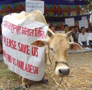 Cow Smuggling – In 2 Min, 5 Cows Smuggled And 5+ Bangladesh Illegals Enter. We Are At A Crisis…
