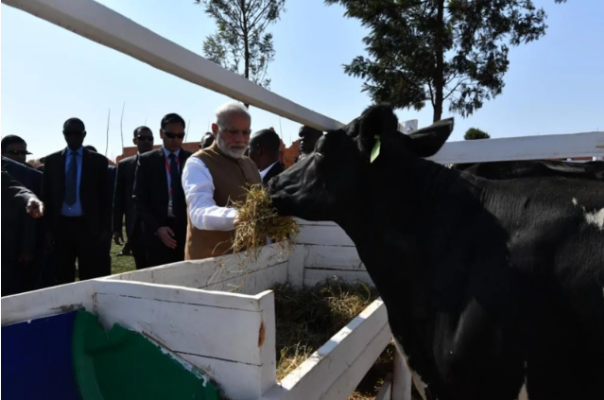India Gifts Cows To Rwanda