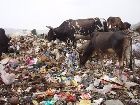 Single Use Plastic Are Banned Said Deputy Municipal Commissioner Of Mumbai City, Nidhi Chaudhari