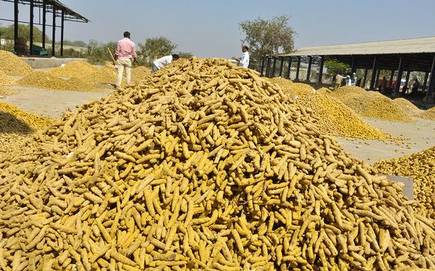 Farmers in Nizamabad decide to vote for themselves till demands are met