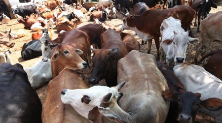 Tribal man killed by mob for suspected cow slaughter