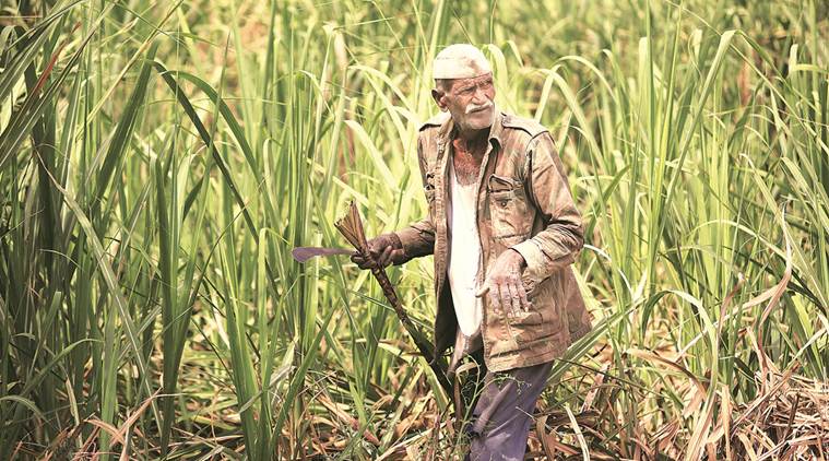 Western Uttar Pradesh Lok Sabha Polls May Not Be A Better Contest For BJP Government Due To Late Payments Of Farmers.