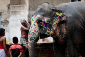 Elephant Transportation To Gujarat Discontinued Due To Heat Wave In Assam