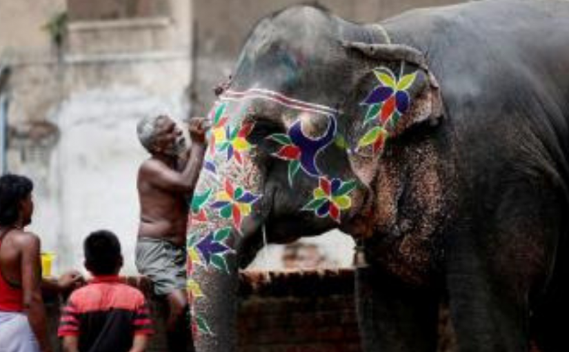 Elephant Transportation To Gujarat Discontinued Due To Heat Wave In Assam