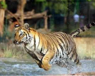 Tiger Conversation Biggest Achievement In Telangana Increases 26 Tigers In 2018