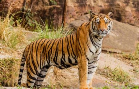 PM Modi marks International Tiger Day