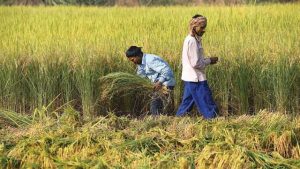 Minimum Support Price For Paddy Increased And Approved In Bill Chaired By PM Modi