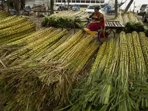 Indian Government Contribute Loans At 7 Percent To Finish Sugarcane Farmers Arrears