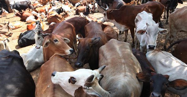 मध्यप्रदेश में सिंथेटिक दूध उत्पादन इकाइयों को बंद किया गया