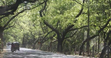 Supreme Court stalls deforestation in Mumbai's Aarey