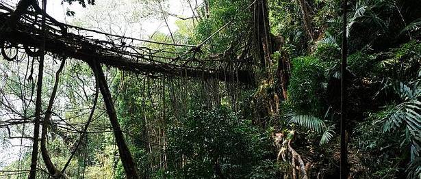 Traditional Architecture: Ficus Elastica, Rubber Tree Built Living Root Bridge In Khasi And Jaintia Hills Meghalaya