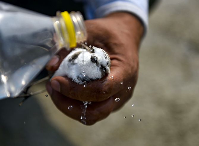 28 Species Of Migratory Bird Dead Around Sambhar Lake Rajasthan