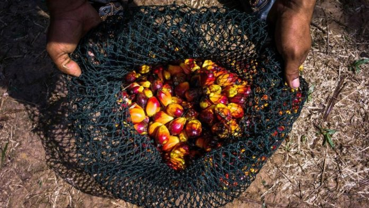 EXPLAINED: Why PM Modi Wants India To Become Atmanirbhar In Palm Oil Production