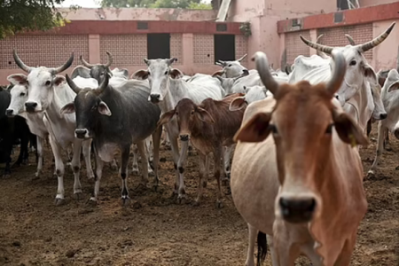 'Empowering Cow Owners': Kamdhenu Diwali Campaign Launched To Enable Production Of Over 100 Cr Cow-Dung Based Lamps, Idols