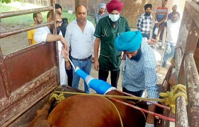Punjab: Illegal Slaughterhouse Busted In Gurdaspur Where Cows Were Killed By Hitting Their Heads With Hammers