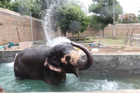 Elephant